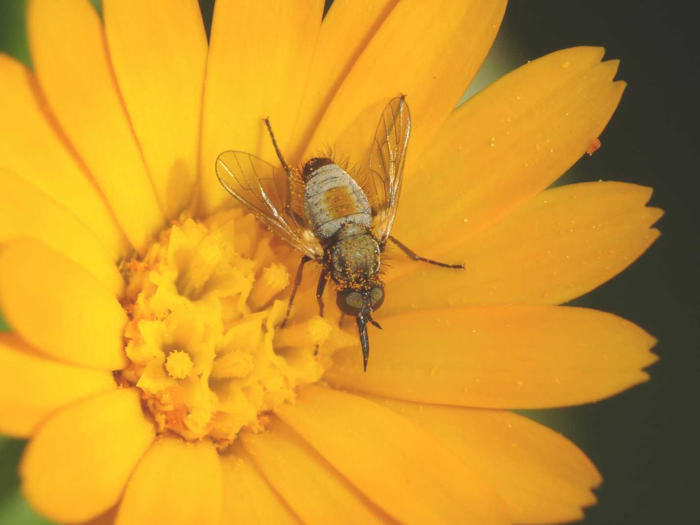 Piccoli ditteri in accoppiamento: Usia versicolor M e F